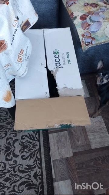 Люська играет с Рикки. смотреть онлайн