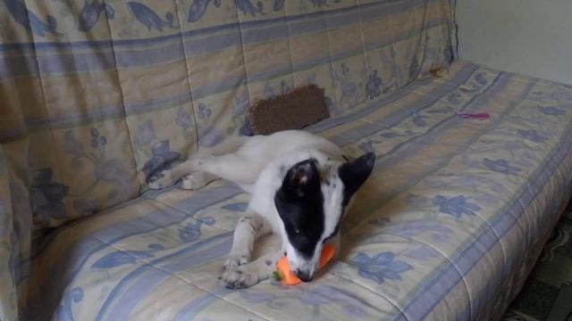 Мой Дружок - очень музыкальный пес, или Поющая морковка смотреть онлайн