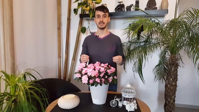 DE CE SE USUCA AZALEEA смотреть онлайн