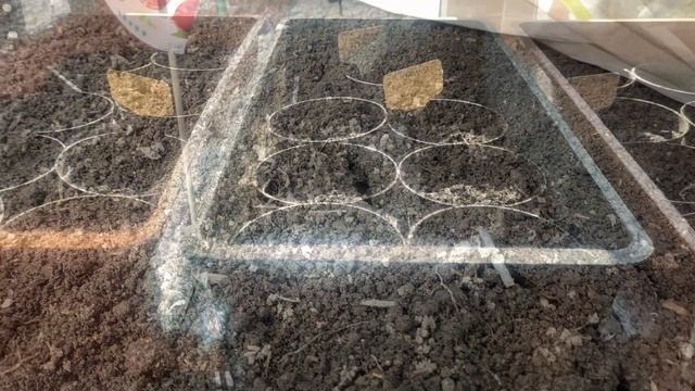 Дачный сезон открыт/ Приоткрываю розы, высаживаю канны, сею цветы на рассаду смотреть онлайн