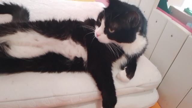 милый кот Сенька😻😻😻 смотреть онлайн
