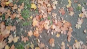 Евгений Осин "Осень"