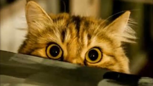 DUET FOR TWO CATS ROSSINI смотреть онлайн