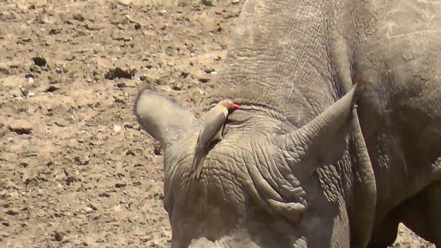 Black Rhino & Oxpeckers; A cleaning service. смотреть онлайн