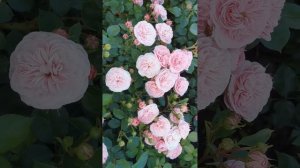 Роза Байландо Bailando