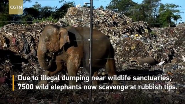 Sri Lanka elephants rummage through garbage смотреть онлайн