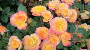 Роза флорибунда Гартенспасс