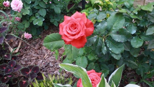 Розы цветут в след уходящему лету смотреть онлайн