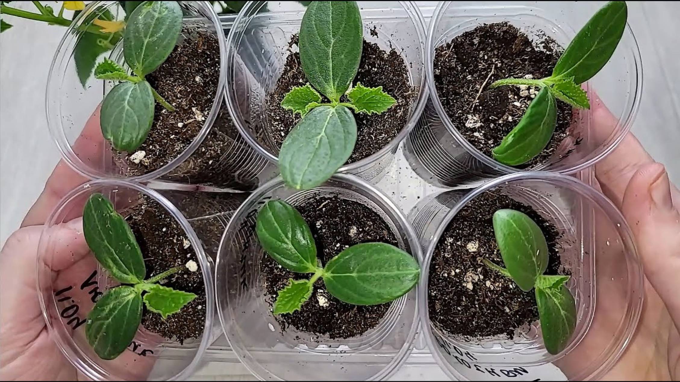 ЖАЛЕЮ, что РАНЬШЕ ТАК НЕ СЕЯЛА СЕМЕНА ОГУРЦОВ! Теперь сею ТОЛЬКО ТАК! Потрясающий результат смотреть онлайн