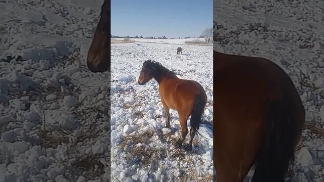 очередной обзор лошадей, первый жеребëнок в 2024 году смотреть онлайн