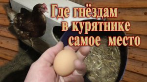 Обустройство курятника. Где лучше установить гнезда в курятнике