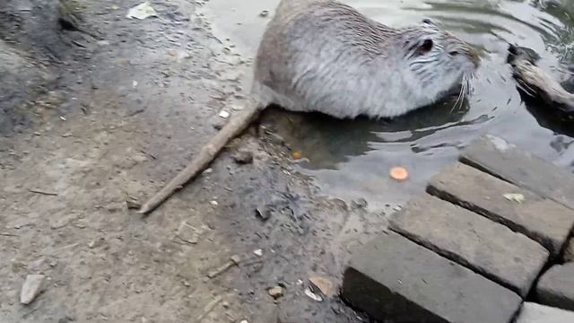 Нутрии Водяные крысы(29.06.2024) смотреть онлайн