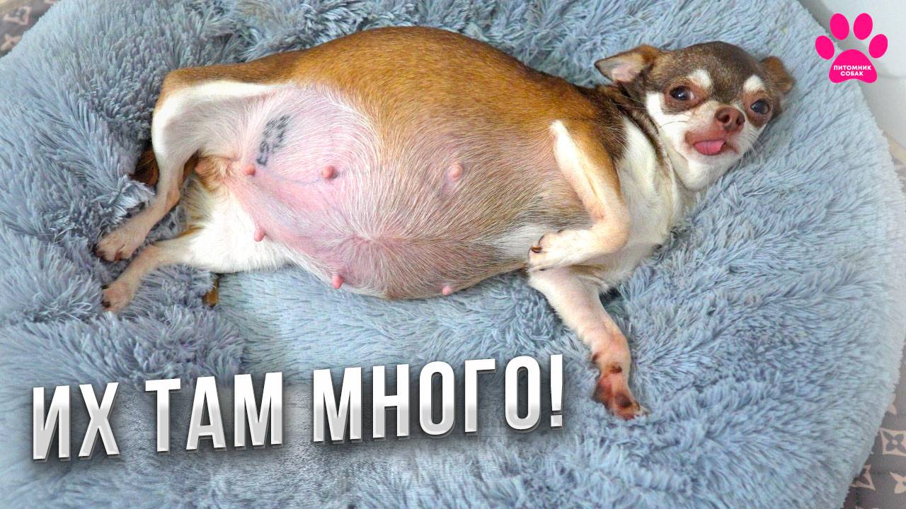 Собаку расперло от щенков! Живот уже больше, чем сама собака! Это уже становится опасным. смотреть онлайн