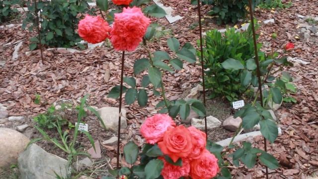 А розы цветут и цветут. Продолжение. Ароматные лилии ОТ-гибриды смотреть онлайн