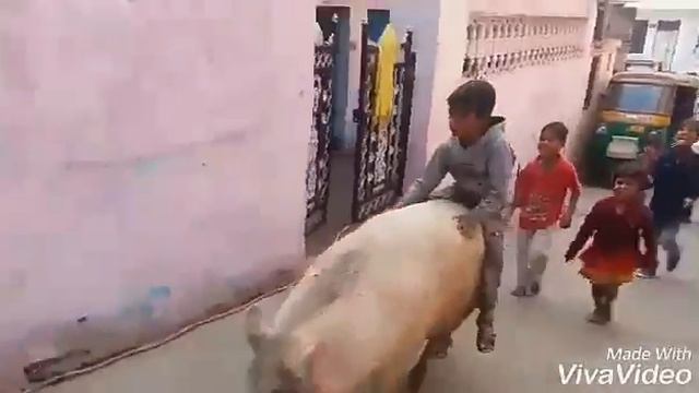 Pig Rider Suvar ki Sawari смотреть онлайн