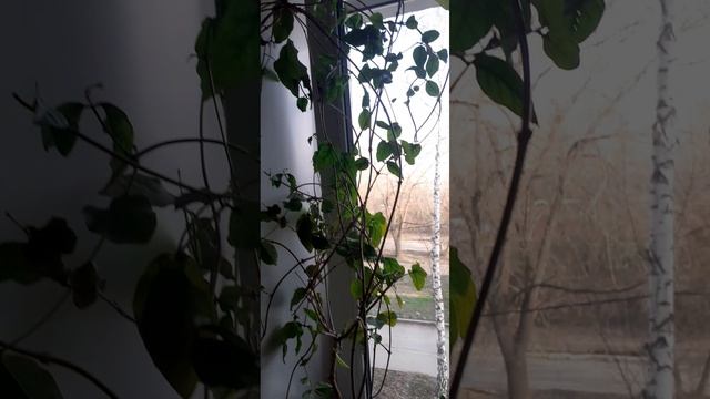 20250401_171548 смотреть онлайн