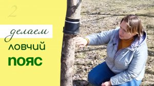 Как сделать ЭФФЕКТИВНЫЙ ЛОВЧИЙ ПОЯС от вредителей на плодовых деревьях