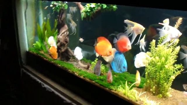 dung tank discus смотреть онлайн