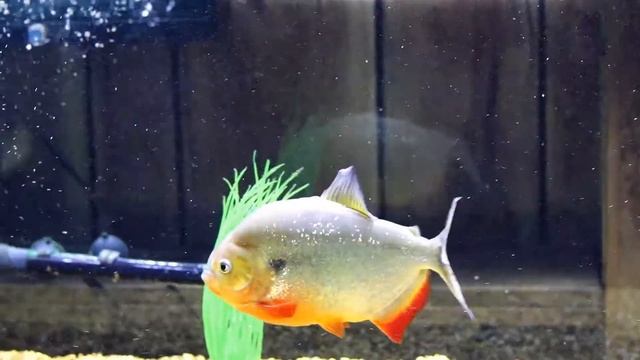 Caribe Piranha Biting Plants up смотреть онлайн