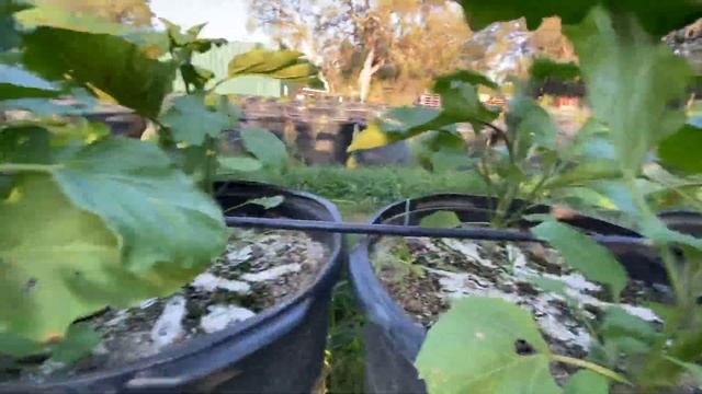 Pt 2 How to Prune and maintain your Egg plants with trellising смотреть онлайн