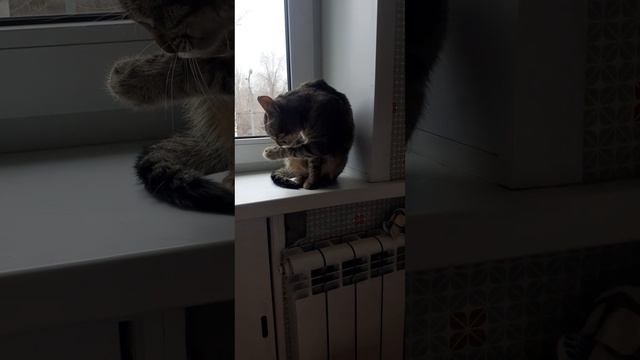 20250402_112650 смотреть онлайн