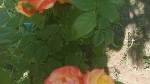 Роза флорибунда Бредфорд BRADFORD