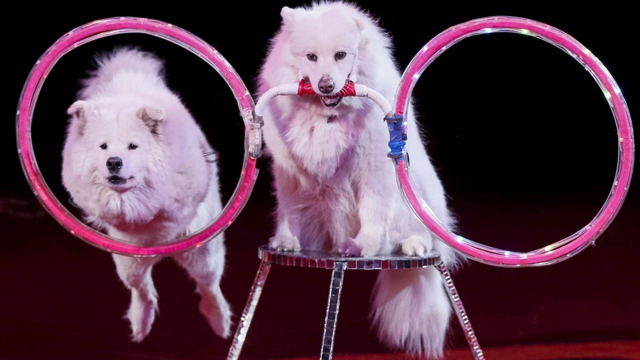 СОБАЧКИ ПОКАЗЫВАЮТ ФОКУС ПОКУС !!!! смотреть онлайн