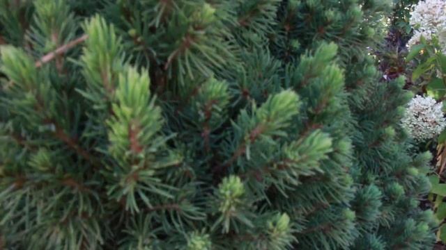 Хвойные в саду/ Обзор сортов/ Уход в течение сезона смотреть онлайн
