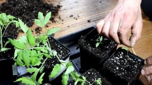 упала рассада томата   не надо переживать срочно сделайте так