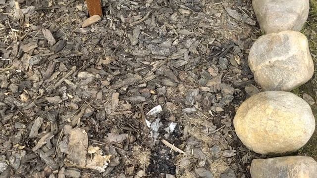 Как перезимовали розы. Чем обработала и подкормила. Прогулка по саду. Высадила новые розы и цветы смотреть онлайн