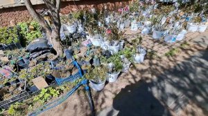 Саженцы роз, свободная продажа.