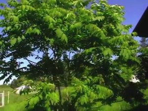 Орех маньчжурский-красивое дерево для вашей дачи!