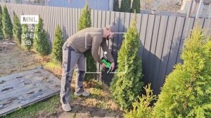 Стрижка туи с помощью аккумуляторного кустореза