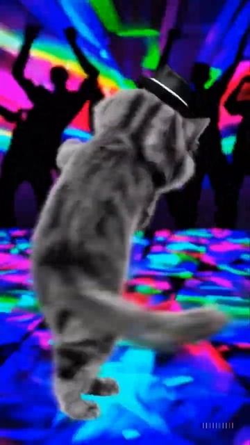 The Disco Cat’s Dance Party смотреть онлайн