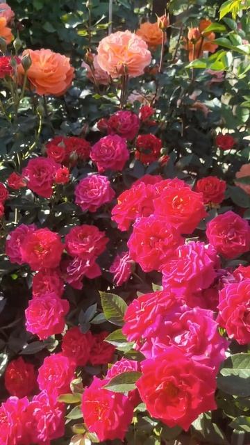 Сентябрьские розы Подмосковье#розы #garden #сад смотреть онлайн