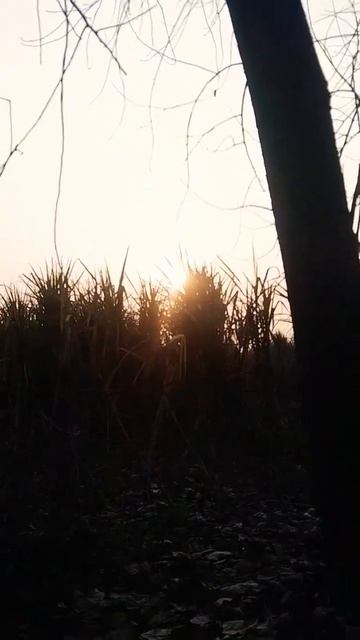 🌞 смотреть онлайн