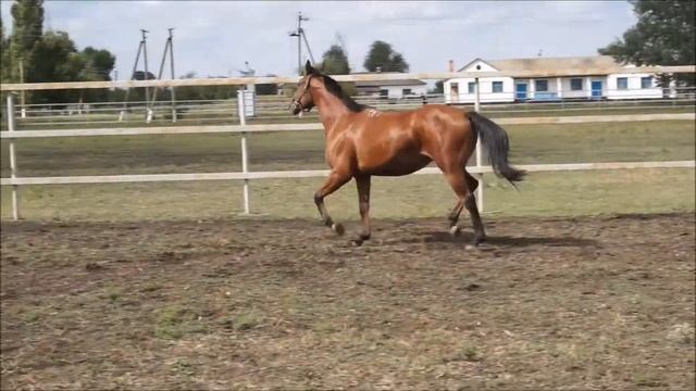 Кобыла Черноглазая 26-15 | КЗ им.Первой Конной Армии смотреть онлайн