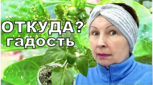 У меня шок третий год подряд. Не знаю чем победить такую тлю на рассаде.