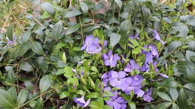 Цветение барвинка. Сиреневые цветы! смотреть онлайн