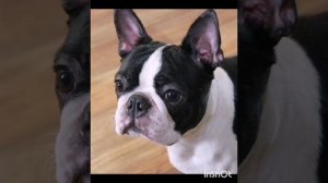 Щенки БОСТОН ТЕРЬЕР.