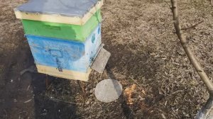 весна пчелы