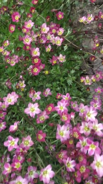 Камнеломка Арендса #цветы #garden #flowers #сад смотреть онлайн