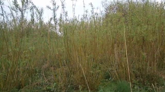 hybrid willow in Wales 10 years old but just showing 3 months growth смотреть онлайн