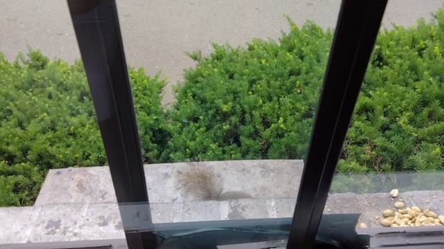 Can a squirrel figure out how to get the nut behind the window? смотреть онлайн