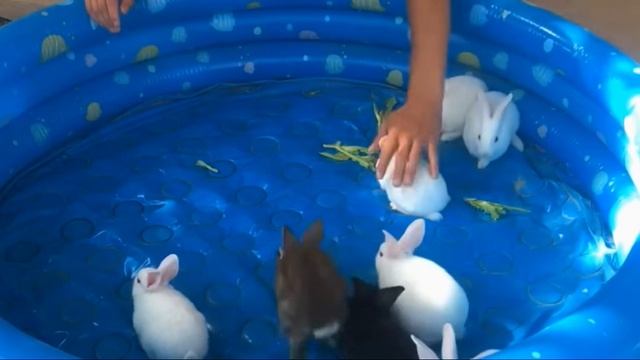 rabbits chase! final 50 seconds! pursue & evade, see you all on Easter!! rendez-vous tous à Pâques смотреть онлайн