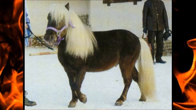 Пятьдесят оттенков лошади: Вороная и Караковая