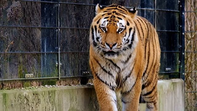 The Greatest Tiger vs Leopard Attacks Caught on Camera смотреть онлайн