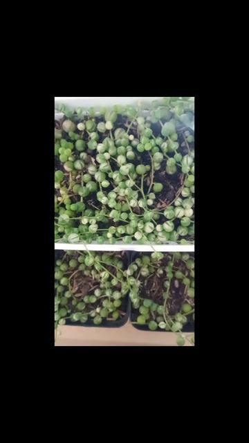 #short curio roleyanus variegado o rosario de maría variegado ❤️❤️❤️ смотреть онлайн
