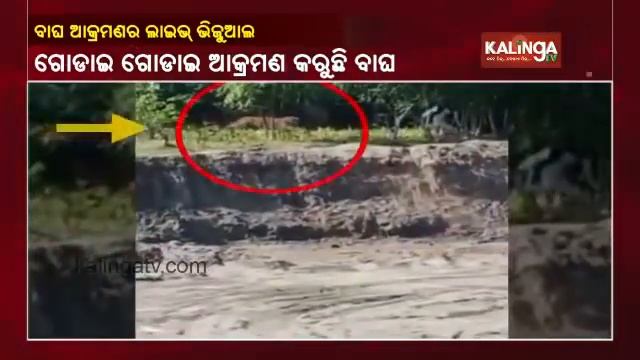 Live Footage Of Tiger Attacking People In Assam, 2 Injured смотреть онлайн