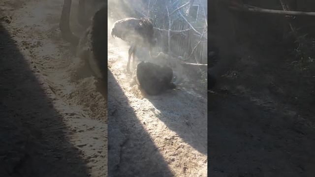 Страусиные пылевые ванны 1 - один самец аккупиропал гнездо смотреть онлайн